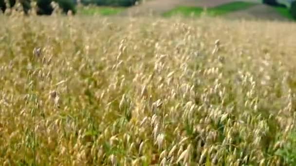 Haferfeld Bei Sonnenuntergang Ernte Und Erntekonzept Feld Von Goldenem Hafer — Stockvideo