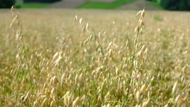 Haferfeld Bei Sonnenuntergang Ernte Und Erntekonzept Feld Von Goldenem Hafer — Stockvideo