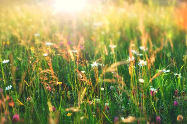 Bella Estate Soleggiato Campo Fiori Sfondo Prato Con Fiore Camomilla — Foto Stock