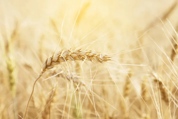 Field Wheat Close Wheat Nature Background — Stock Photo, Image