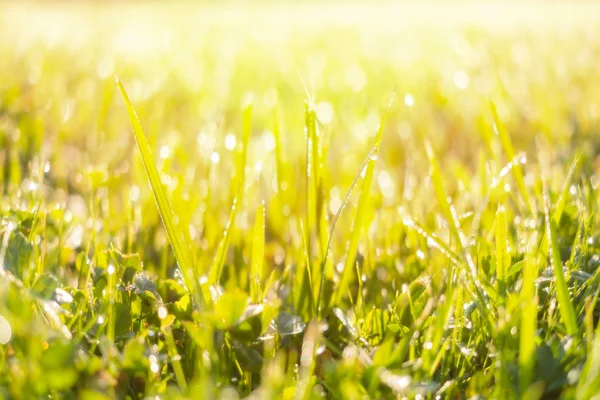 水と新鮮な緑の芝生は日光背景のボケ味にしました — ストック写真
