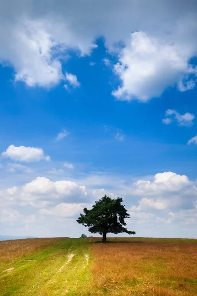 Lone Tree Polu Lato Nad Niebieski Niebo Pochmurne — Zdjęcie stockowe