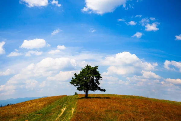 青い曇り空で夏の畑でローンツリー — ストック写真