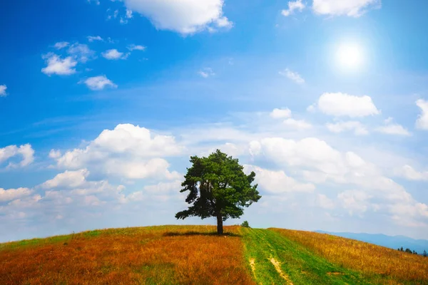 Самотнє Дерево Літньому Полі Над Блакитним Хмарним Небом — стокове фото
