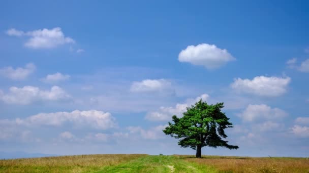 Árbol Solitario Campo Verano Contra Cielo Con Nubes Vídeo Timelapse — Vídeo de stock