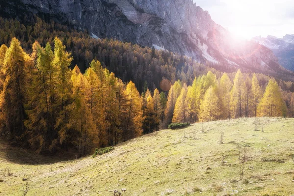 Barvy Podzimu Lese Jedle Val Funes Bolzano Jižní Tyrolsko Dolomity — Stock fotografie