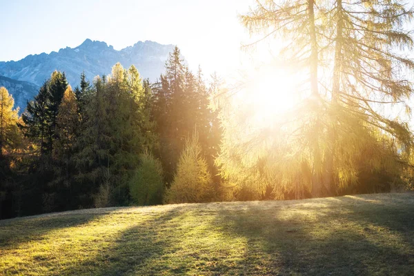 Die Farben Des Herbstes Tannenwald Val Funes Bozen Südtirol Dolomiten — Stockfoto