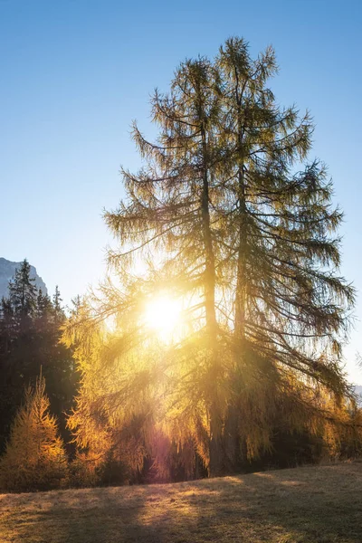 Colors Autumn Fir Forest Val Funes Bolzano South Tyrol Dolomites — Stock Photo, Image