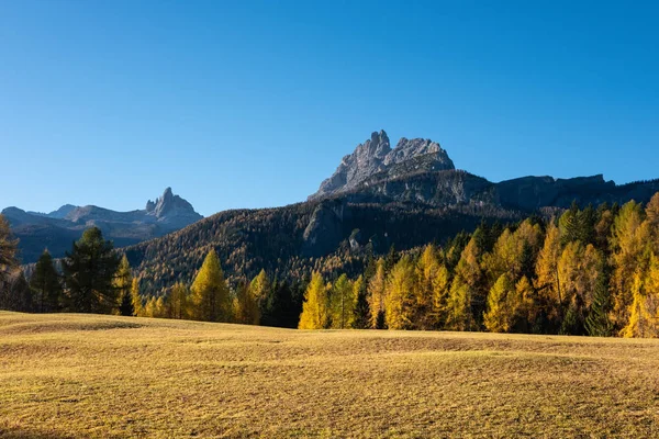 Sonbahar Renkleri Val Funes Bir Köknar Ormanda Bolzano South Tyrol — Stok fotoğraf