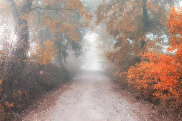 Old Ground Road Autumn Foggy Forest Fall Countryside Landscape — Stock Photo, Image