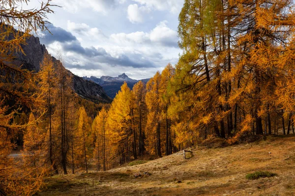 Los Colores Del Otoño Bosque Abeto Val Funes Bolzano Tirol — Foto de Stock