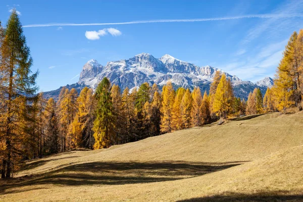 Sonbahar Renkleri Val Funes Bir Köknar Ormanda Bolzano South Tyrol — Stok fotoğraf