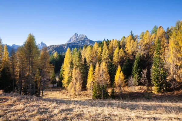 Kleuren Van Herfst Het Bos Van Een Spar Val Funes — Stockfoto