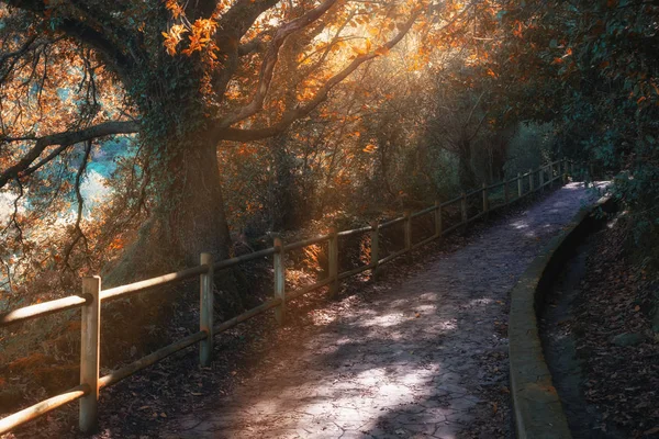 Árvore Amarela Iluminada Outono Parque Cidade — Fotografia de Stock