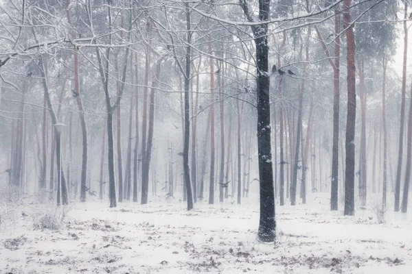 Havrani Zasněžený Strom Zimě Lese — Stock fotografie