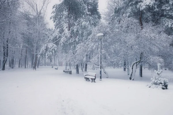 Sabah Karlı Kış Park Banklar — Stok fotoğraf