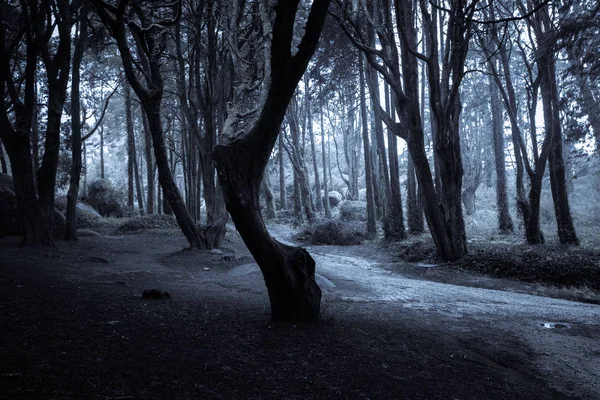 暗夜森林 夜在老林地 — 图库照片
