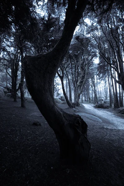 Bosque Nocturno Oscuro Noche Bosque Viejo Fotos De Stock