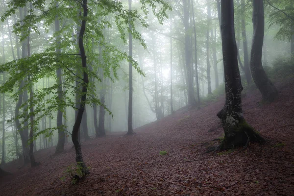 Verão Verde Floresta Chuvosa Nebulosa Velha Paisagem Natural Nebulosa Floresta — Fotografia de Stock