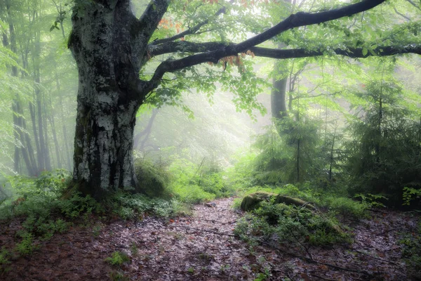 緑の夏の雨と霧の森 昔の霧深い森林の自然風景 スモーキー山 — ストック写真