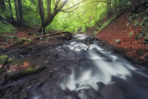 Потоку Глибині Лісу Красивою Зелені Влітку Димчастий Національний Парк Штат — стокове фото