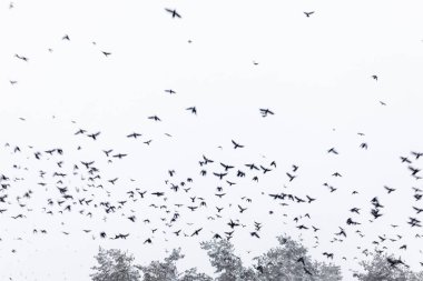Flock of birds ravens flying in the snowy sky. clipart