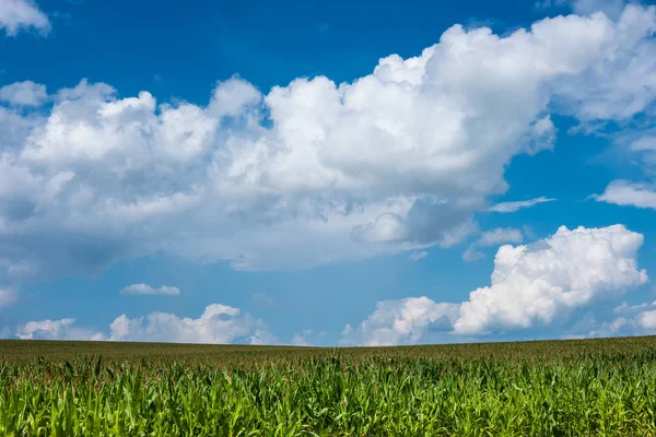 Зелене Кукурудзяне Поле Блакитне Небо Природа Літнього Сільського Пейзажу — стокове фото