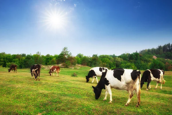 Paisagem Idílica Verão Nos Alpes Com Vacas Pastando Pastagens Verdes — Fotografia de Stock