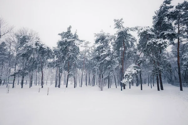 Drzewa Pokryte Śniegiem Alei Parku Miasta Snowy Zimowych — Zdjęcie stockowe