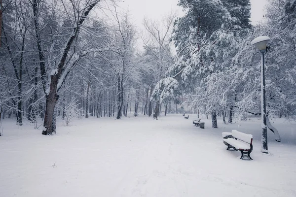 Bänke Winterlich Verschneiten Park Morgen — Stockfoto