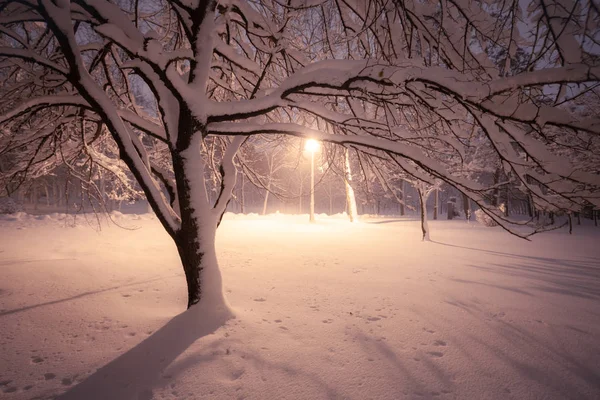 Noční Zimní Krajina Zasněžené Uličky Města Osvětleny Park — Stock fotografie