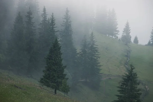 ヴィンテージ レトロなスタイルで流行に敏感なモミ山の森に霧の風景 — ストック写真