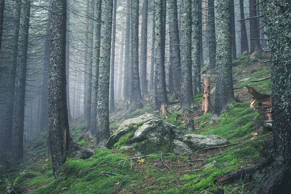 Trilhas Pedregosas Trilha Nevoeiro Nebuloso Bosque Nebuloso — Fotografia de Stock