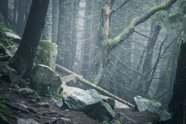 Hiking Rocky Path Trail Foggy Misty Moody Woodland — Stock Photo, Image