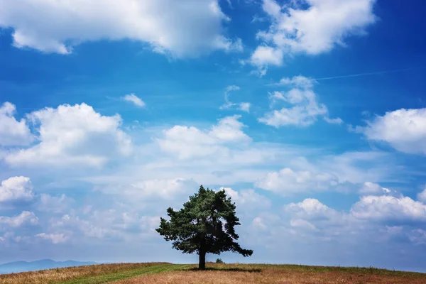 Дерево Вершине Маленького Зеленого Холма Голубым Небом — стоковое фото