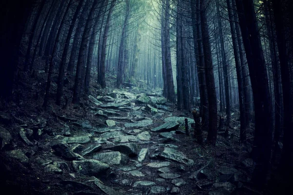 穿过一片黑暗的森林 多雨天气下的黑暗林地 — 图库照片