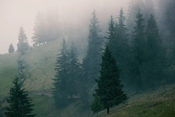 Mistige Landschap Met Spar Bergbos Hipster Vintage Retro Stijl — Stockfoto