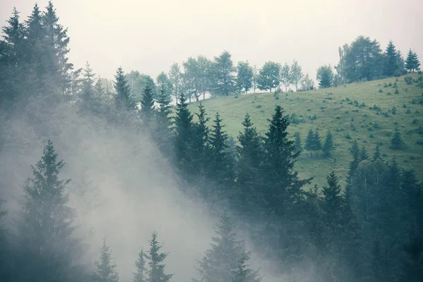 Misty Landscape Fir Mountain Forest Hipster Vintage Retro Style — Stock Photo, Image