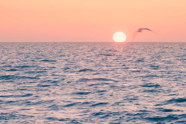 太阳升起在海洋地平线和飞行海鸥 佛罗里达州 — 图库照片