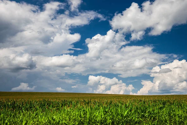 Gebied Van Vers Gras Achtergrond Van Blauwe Bewolkte Hemel — Stockfoto