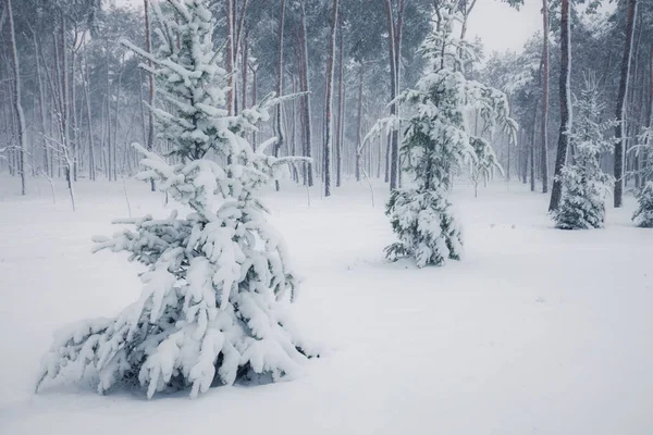 Snöiga Träd Skogen Vinter Vinter Säsongen Natur Landskap — Stockfoto