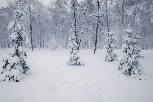 Arbres Enneigés Dans Forêt Hiver Saison Hiver Nature Paysage — Photo