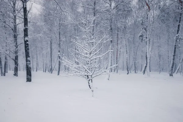 Snöiga Träd Skogen Vinter Vinter Säsongen Natur Landskap — Stockfoto