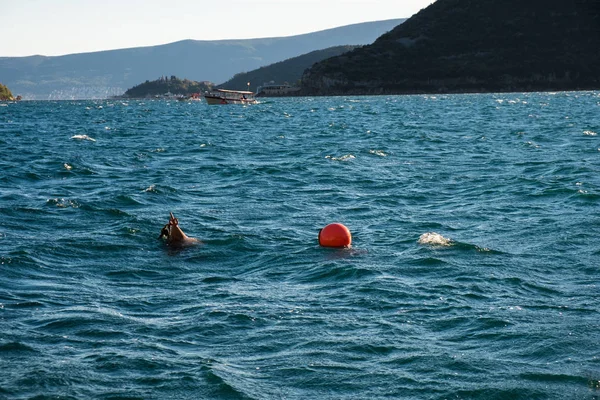 Prachtige Mediterrane Landschap Bergen Zee Boot Het Water Montenegro Adriatische — Stockfoto