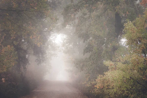 Yaprak döken orman sisli sabahı çalışan köy yolunda. — Stok fotoğraf