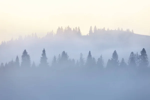 Schöne Bergwälder mit viel Nebel bedeckt. — Stockfoto