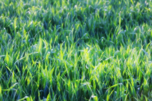 Green fresh grass texture abstract blurred background. — Stock Photo, Image
