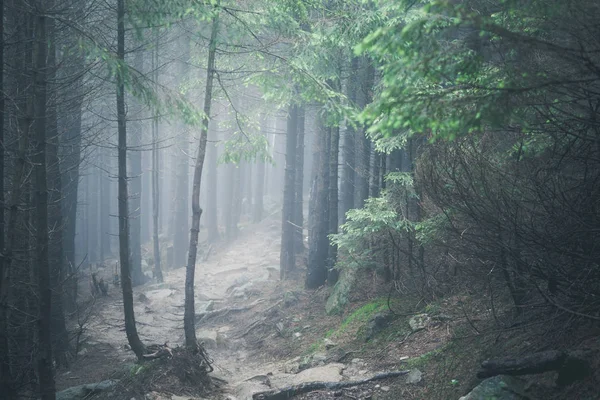 Senderismo sendero rocoso en el bosque brumoso brumoso niebla —  Fotos de Stock