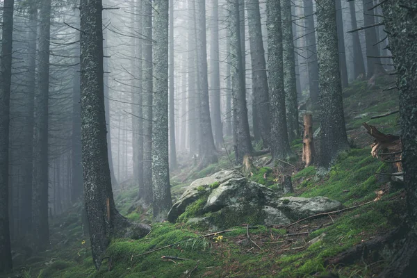 Trilhas pedregosas trilha no nevoeiro nebuloso bosque nebuloso — Fotografia de Stock