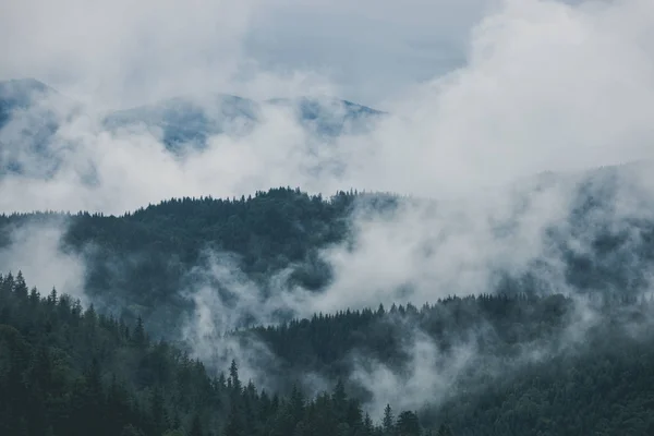 Paisaje brumoso de montaña y bosque. Niebla de verano y mañana nublada —  Fotos de Stock